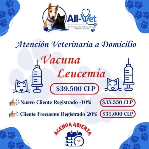 Vacuna Leucemia Felina A Domicilio Santiago